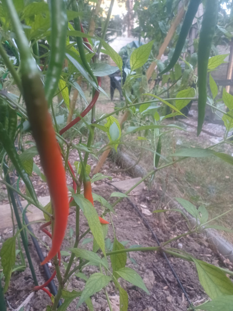 Ripening cayenne peppers